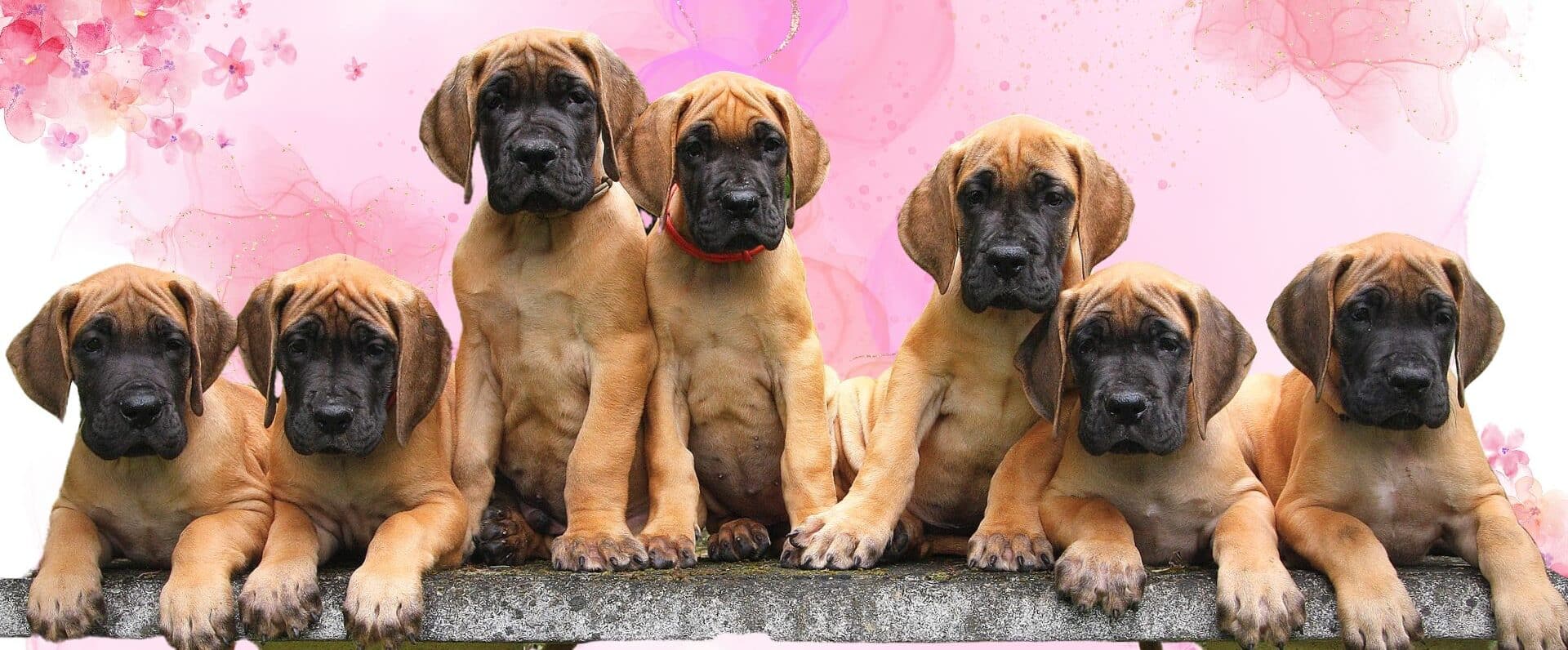 Découvrez nos chiots bouledogues français et dogues allemands LOF disponibles. Élevage familial, suivi complet et adoption accompagnée.