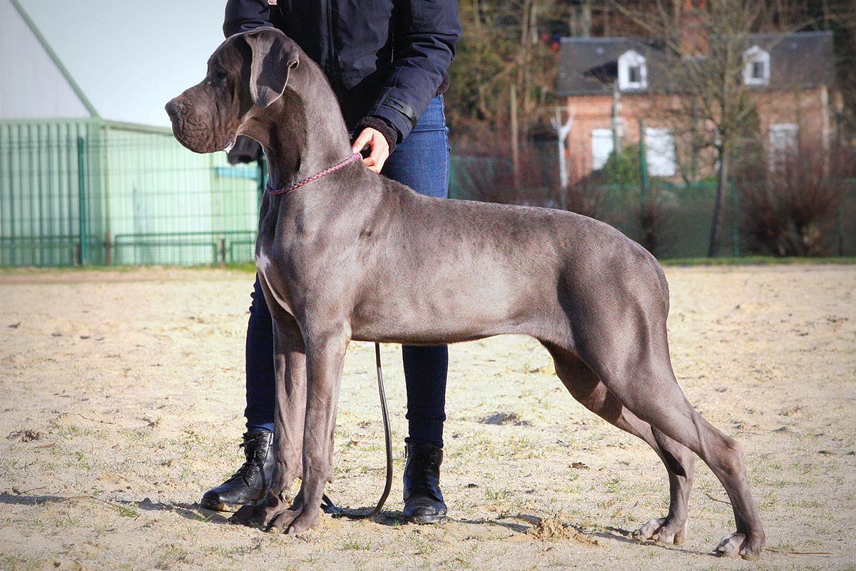 Elevage de dogues allemands et de bouledogues français