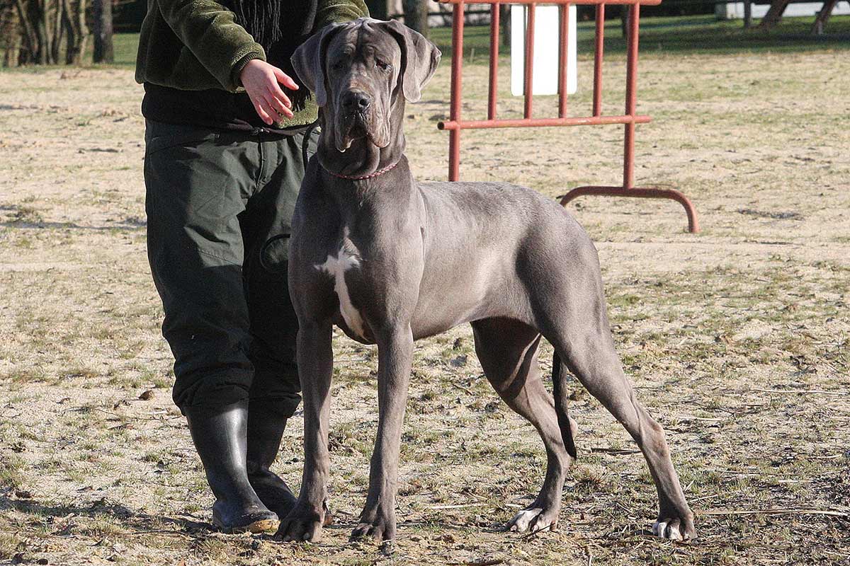Elevage de dogues allemands et de bouledogues français