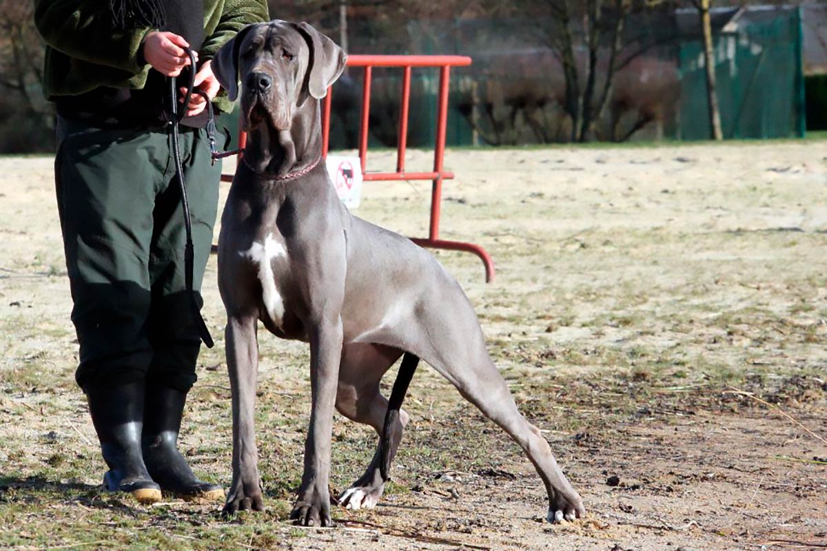 Elevage de dogues allemands et de bouledogues français