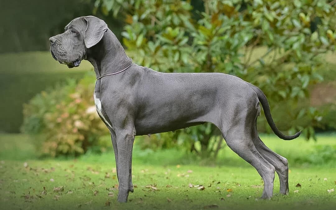 Eduquer son dogue allemand