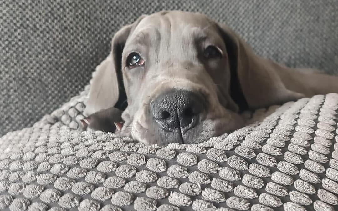 Un dogue allemand en appartement