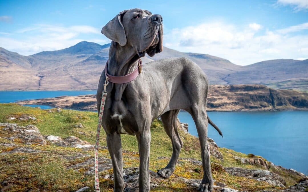 Voyager avec son dogue allemand