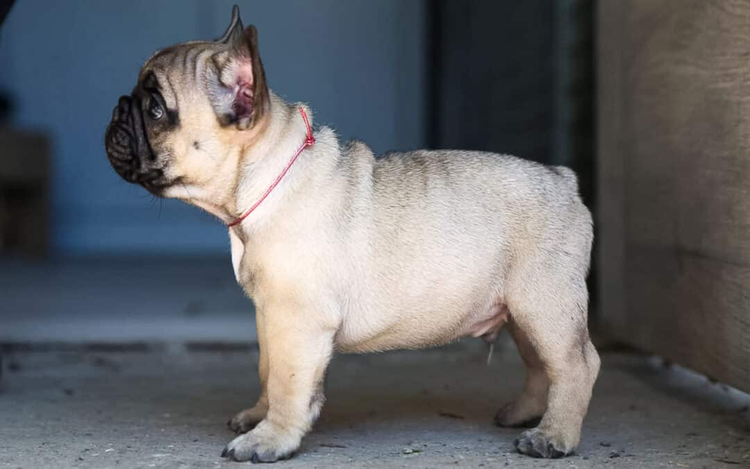Mâle bouledogue
