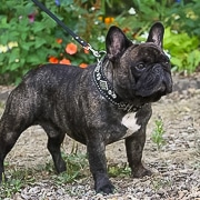CH. Nostradamus lazarus De La Frencpride