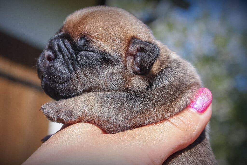 Bouledogue français femelle née aux Terres de Romandor le 15 avril 25