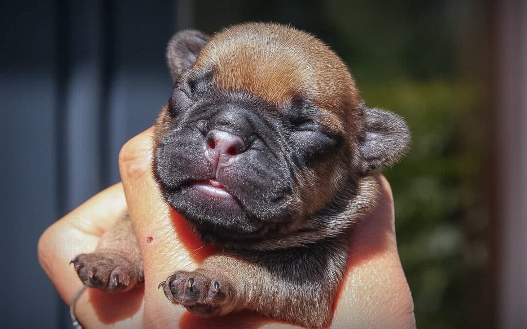 Femelle bouledogue sans collier