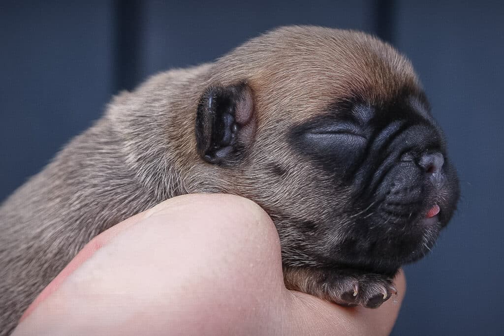 Bouledogue français mâle né au Terres de Romandor le 15 avril 25