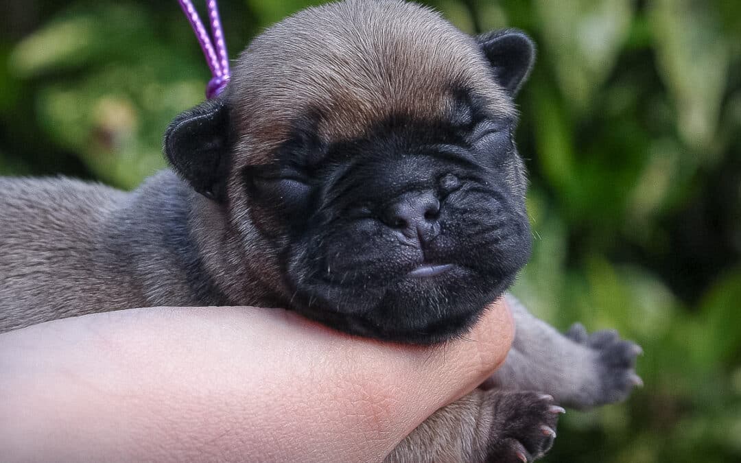 Mâle bouledogue collier violet