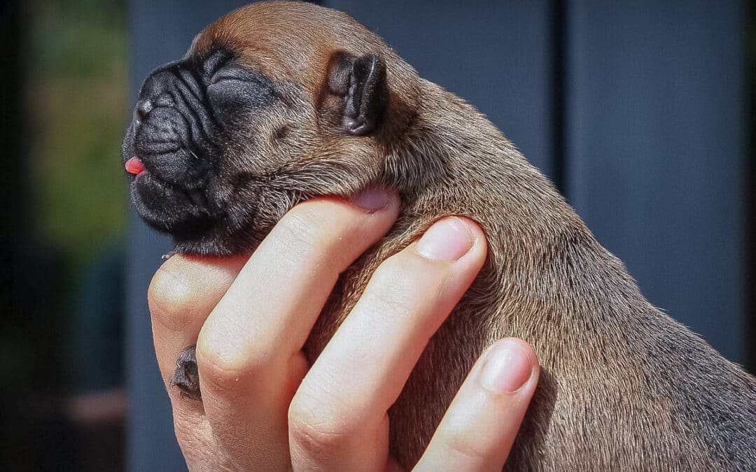 Mâle bouledogue sans collier