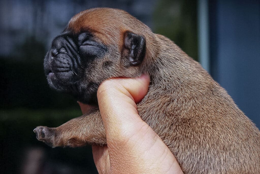 Bouledogue français mâle né au Terres de Romandor le 15 avril 25