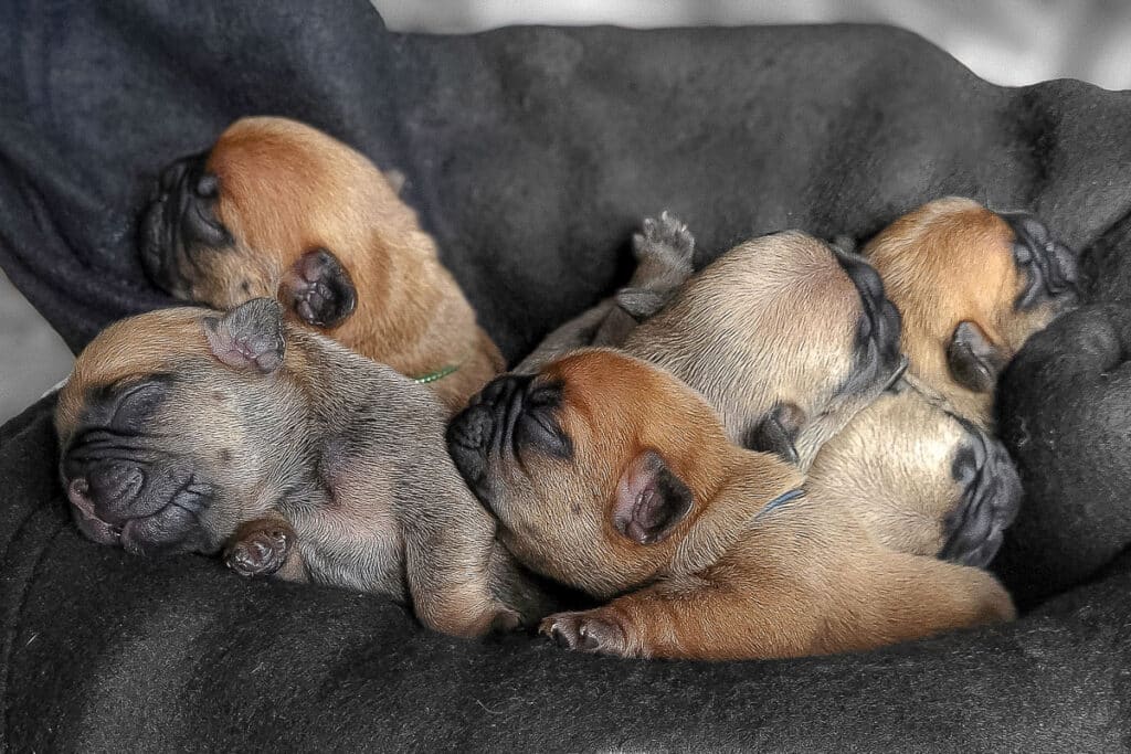 Portée de Bouledogues français aux Terres de Romandor de Cécilia Augé