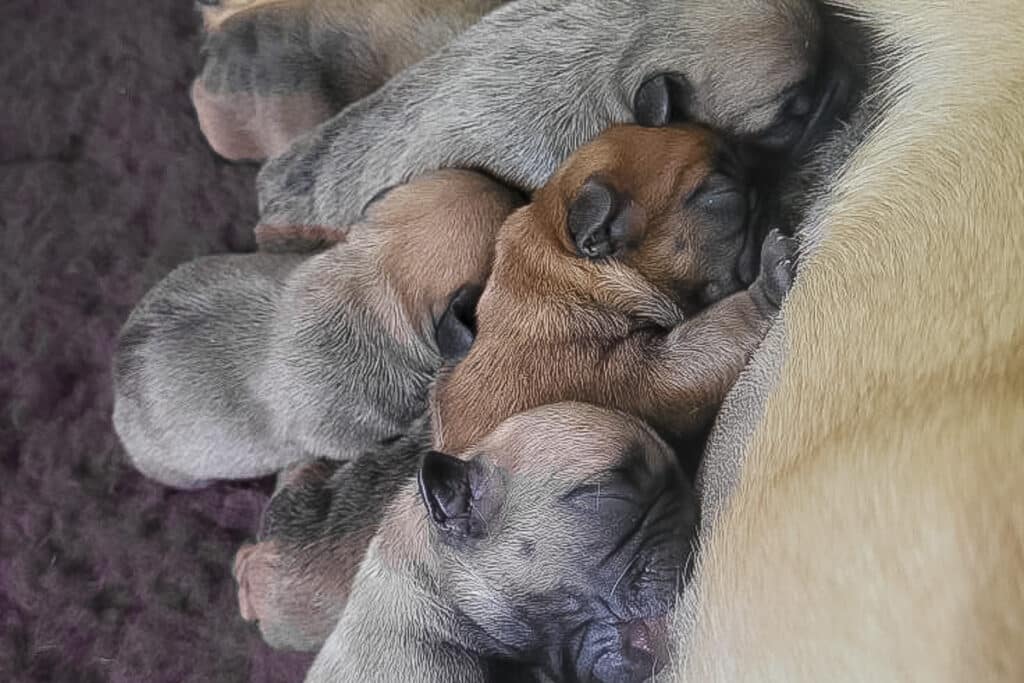 Portée de Bouledogues français aux Terres de Romandor de Cécilia Augé