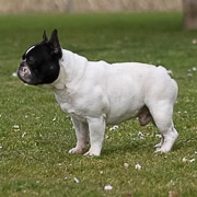 Nom de zeus Des Boves De Vidocq