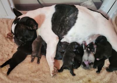 Portée de bouledogues français, nés le 24 novembre 2025 aux Terres de Romandor