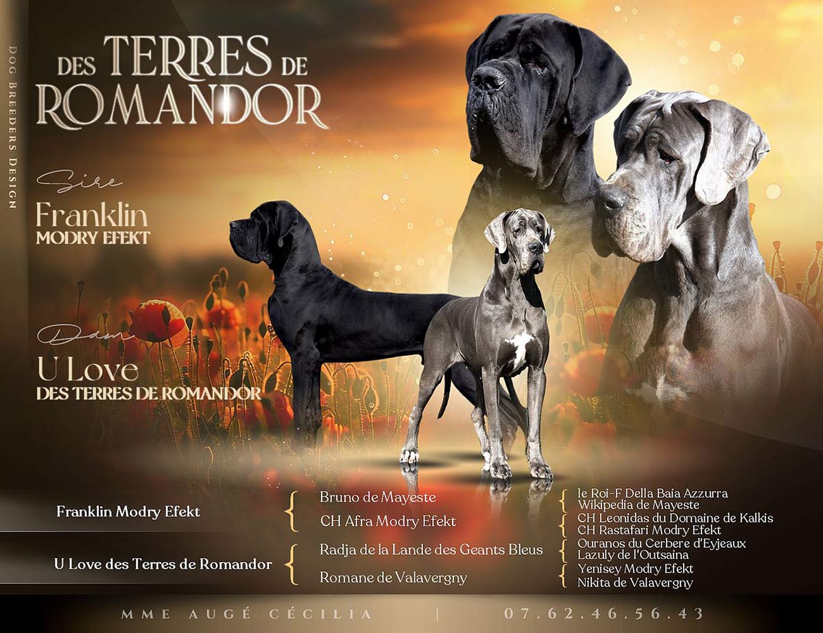 Portee-Terres-de-Romandor-Dogues-allemands