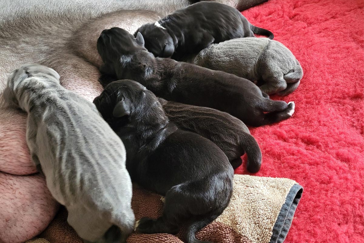 Port&eacute;e dogues allemands du 21 f&eacute;vrier 2026