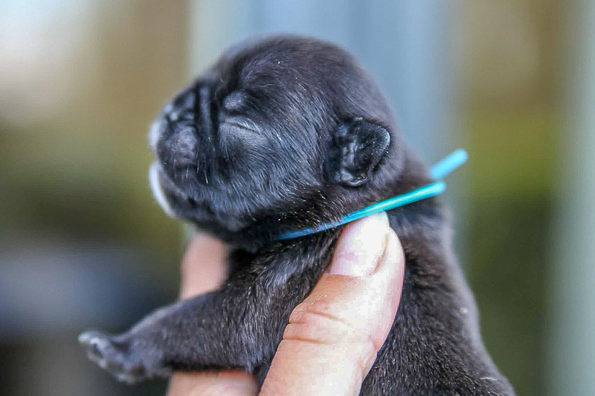 Bouledogue français bringue collier bleu disponible