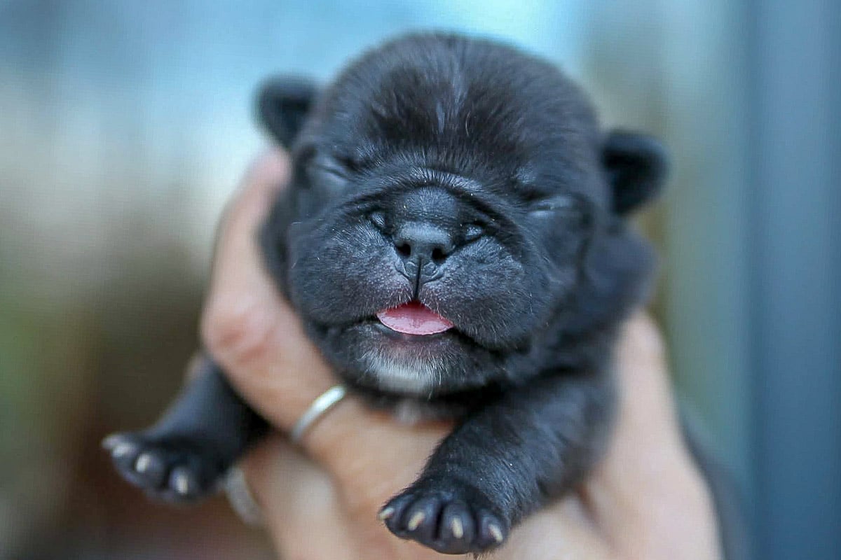 Bouledogue français bringue, collier noir disponible