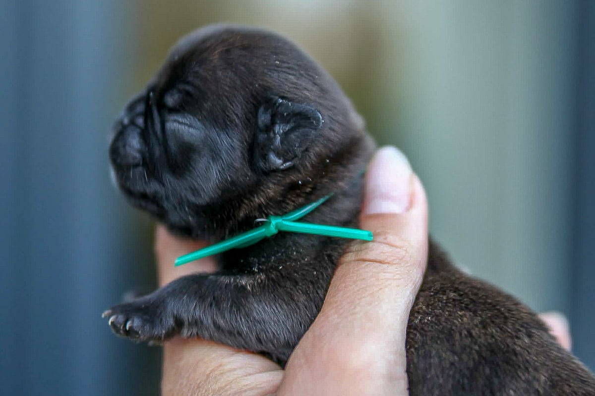 Chiot bouledogue français bringue collier vert
