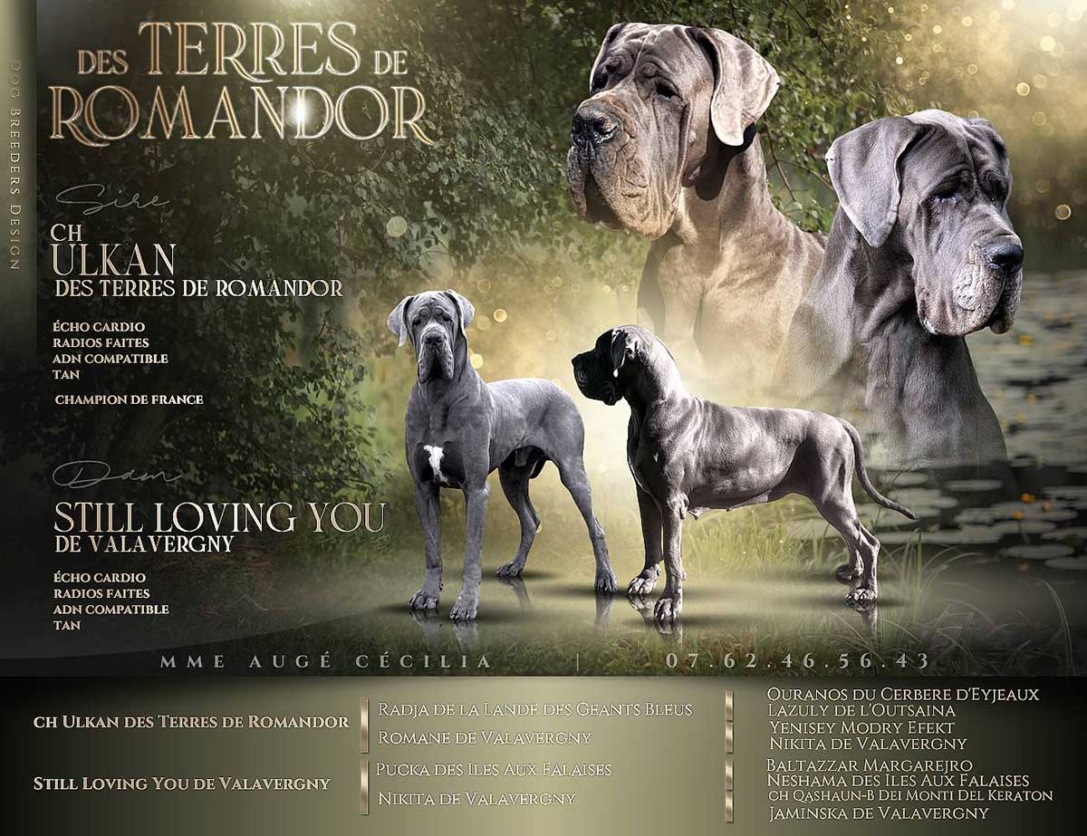 Naissance-dogues-allemands-bleus-le-15-mai