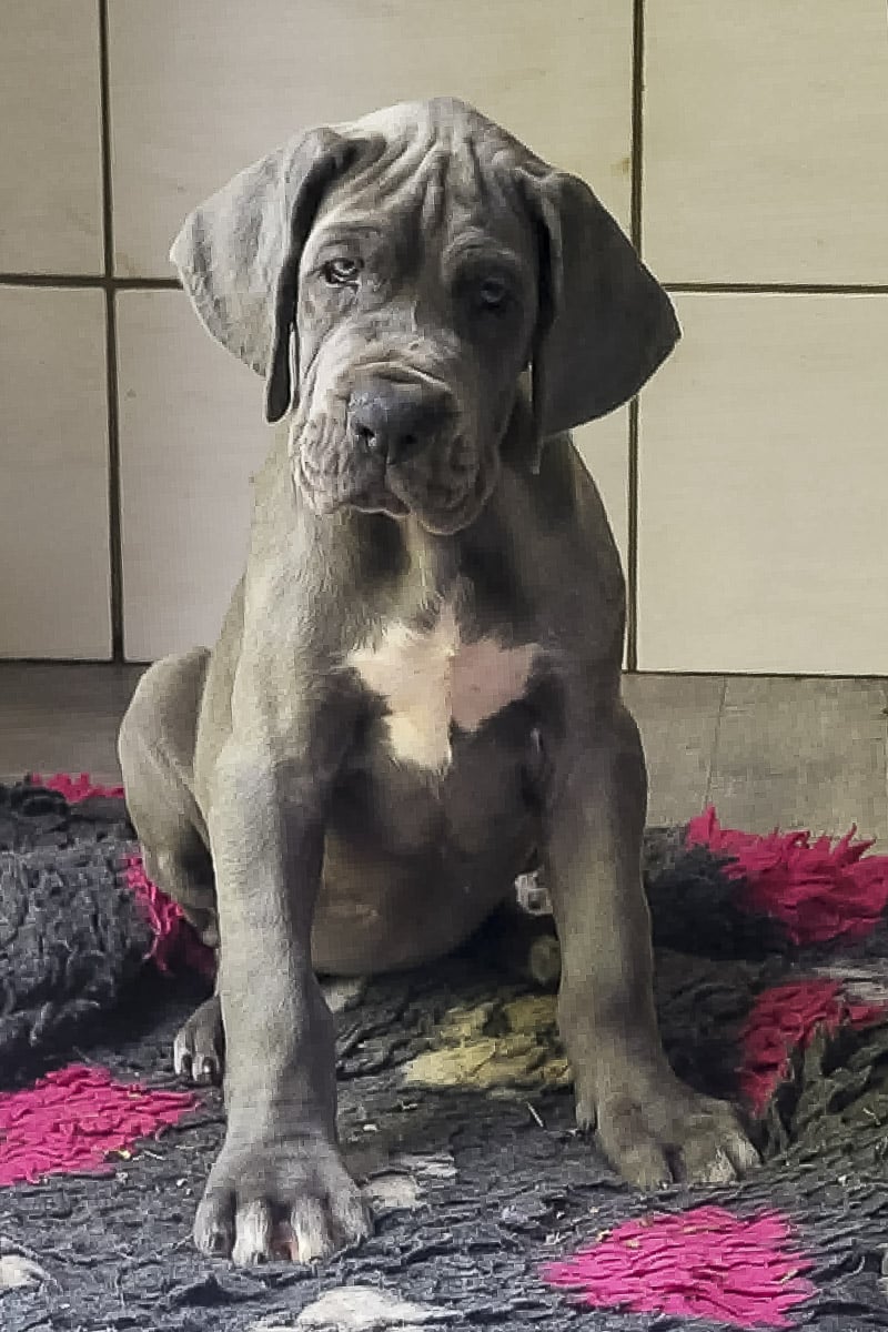 Femelle bleue dohue allemand-5