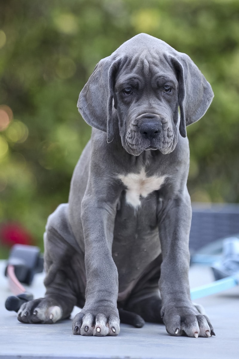 Femelle dogue allemand bleue 2-6