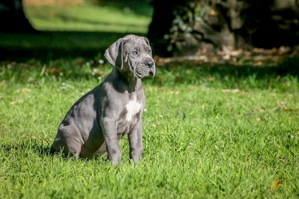 Femelle dogue allemand bleue des Terres de Romandor 5