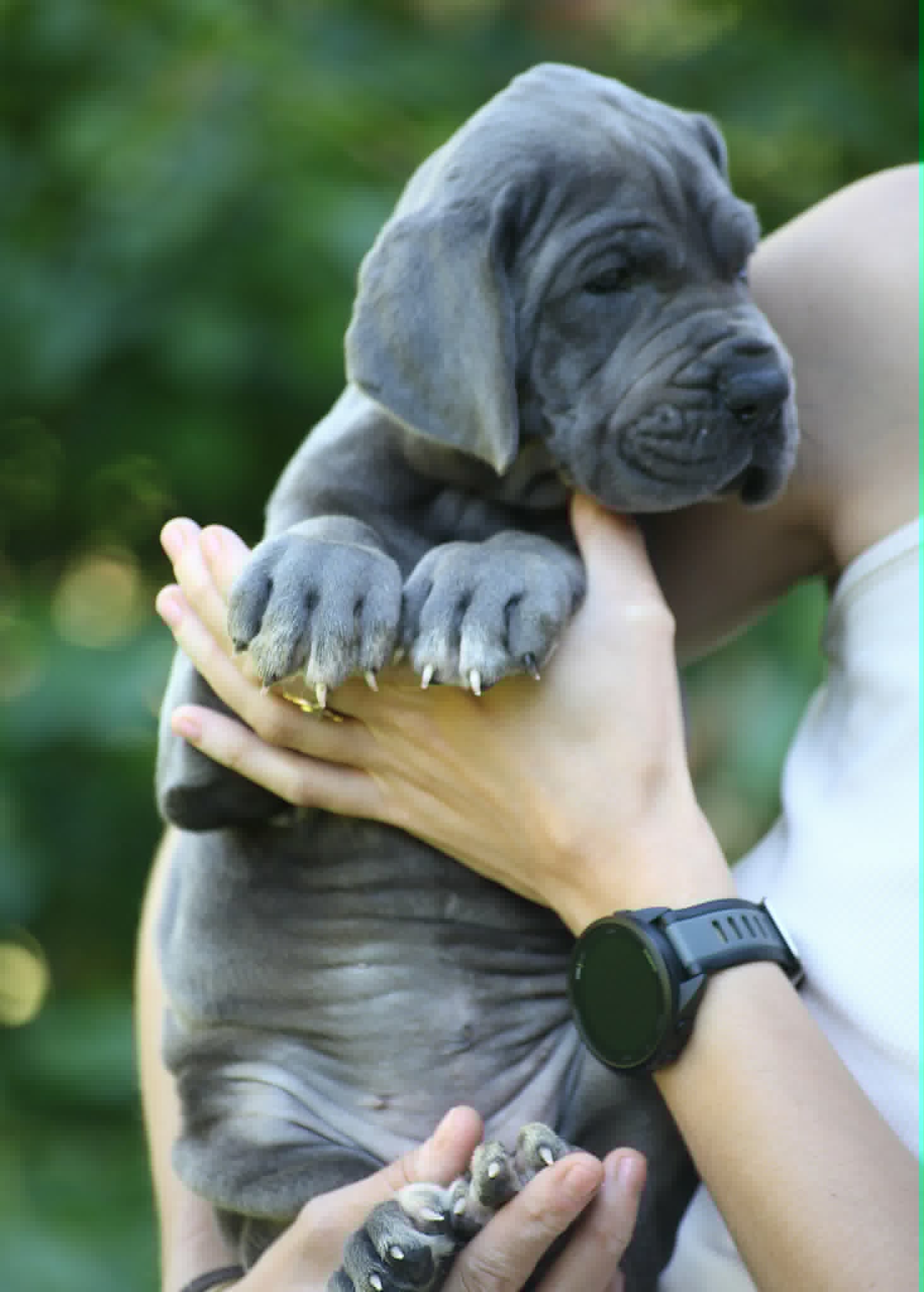 Femelle dogue allemand sans collier sans collier 2